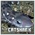 CatShark