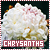 Chrysanths