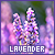 Lavender