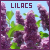 Lilacs