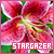 Stargazer